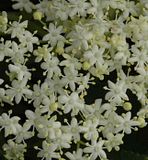 Sambucus_nigra_flower.jpg